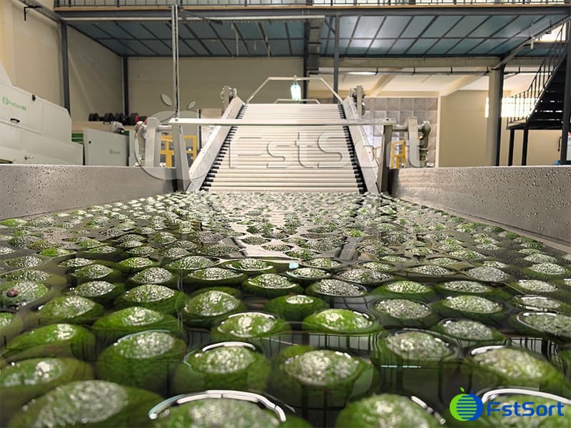 images/1755852110929sorting avocado.jpg